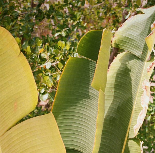 The Non-Tree Fibre Shift